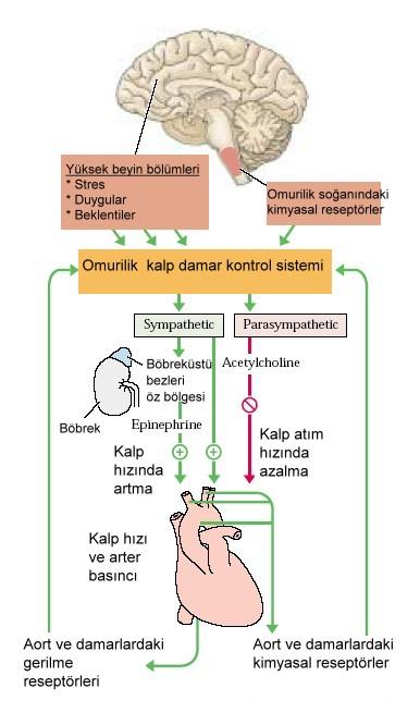 Kalbin çalışma hızı sinirsel ve hormonal mekanizmalarla düzenlenir.