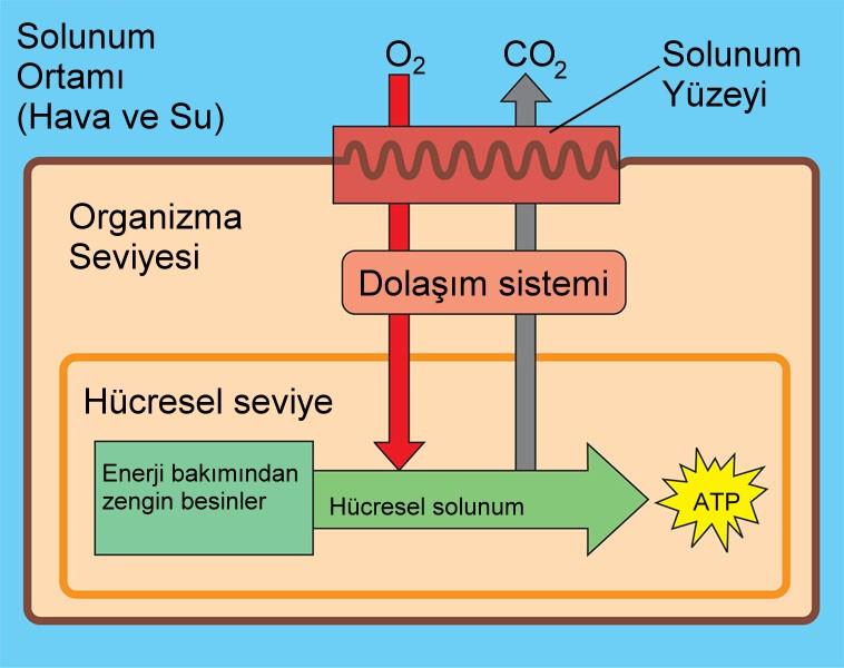 Akciğerlerdeki veya solungaçlardaki kan ile çevre arasındaki gaz alışverişine dış solunum, doku hücreleri ile kan arasındaki gaz alışverişine iç