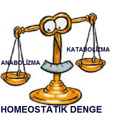 Dolaşım sistemi diğer sistemlerle bağlantıyı sağlayarak homeostatik dengenin korunmasını sağlar.