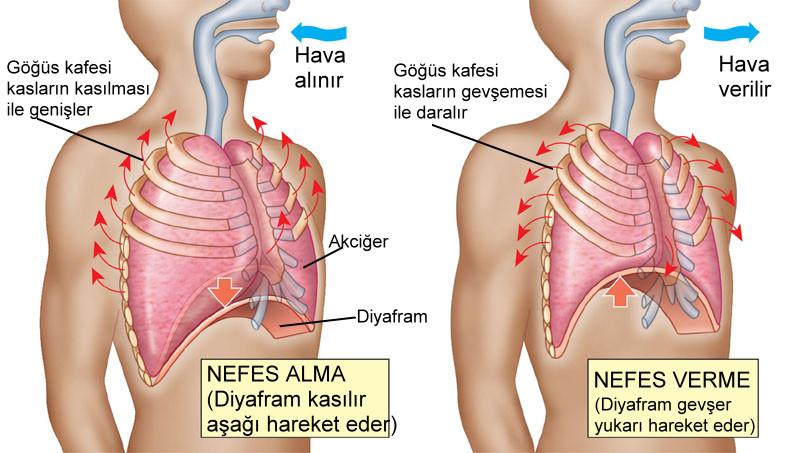 MEMELİLERDE SOLUNUM Amfibi ve kuşların aksine memeliler negatif basınçla nefes alma yolunu kullanırlar, yani havayı akciğerlere itmek yerine içeriye çekerler.