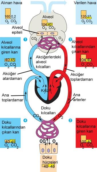 Dolaşım ve Gaz Alış Verişinin Koordinasyonu Akciğere gelen kan içerisindeki oksijen basıncı alveol içindeki oksijen basıncından daha düşüktür, CO 2 basıncı ise alveole göre daha yüksektir.