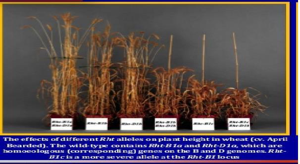 Yabani ve Yerel Buğdayların Rht ve Vrn, Ppt, HMW-LMW