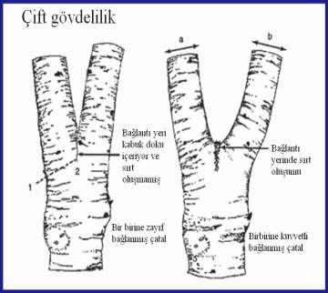 bağlantı nedeniyle kırımla riski