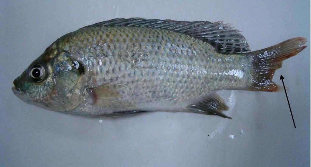 EK 6: Balıklarda dış bakıda gözlenen semptomlar