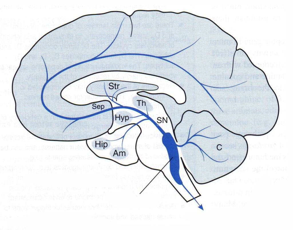 SEROTONERJİK YOLAKLAR