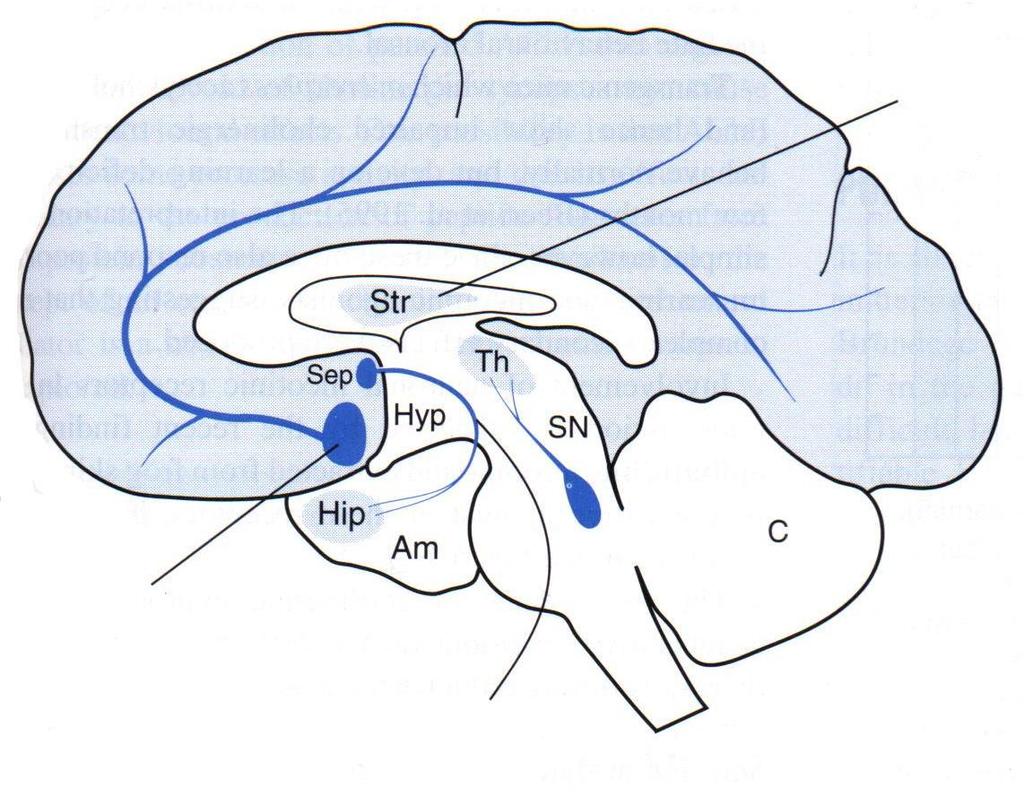 KOLİNERJİK YOLAKLAR Striatal