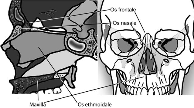 16 Os nasale (nazal kemik) komşuluk Concha