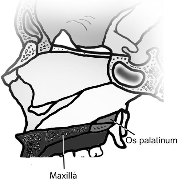 Os temporale ile birleşerek arcus zygomaticus u (zigomatik ark) oluşturur.