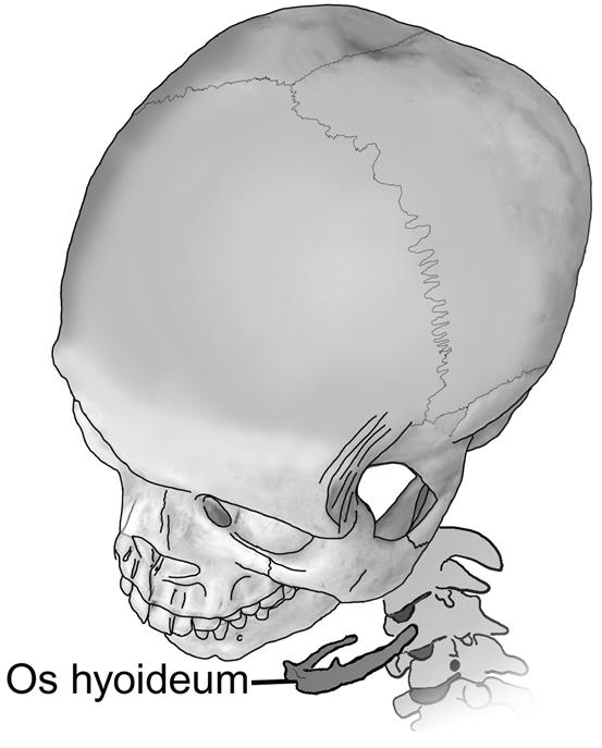 25 Os hyoideum (dil kemiği) Os hyoideum; açıklığı arkaya bakan C