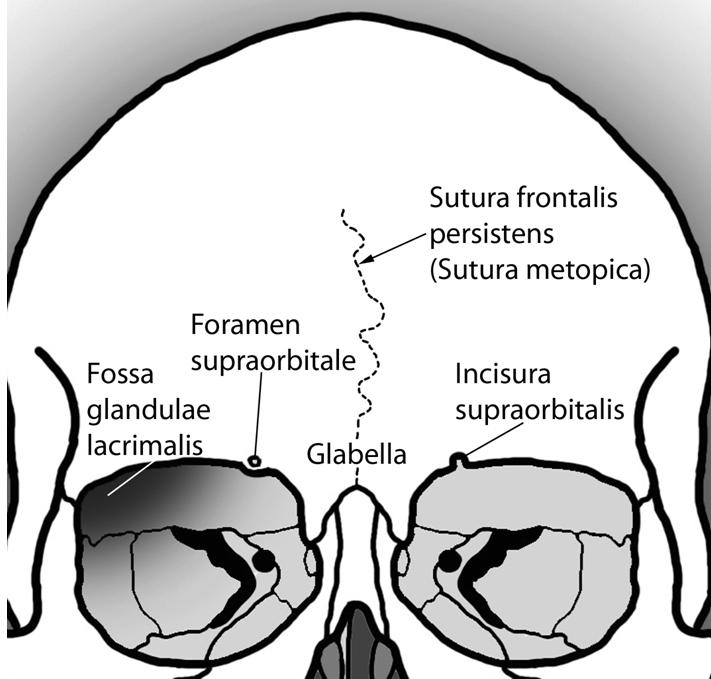 6 Frontal kemik