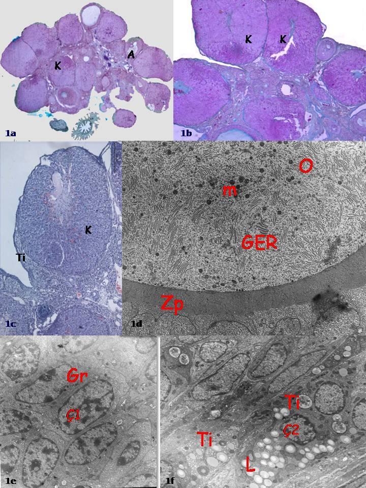 (Resim 3b). Bu folliküllerde antrumda oositler granüloza hücreleri görüldü (Resim 3c).