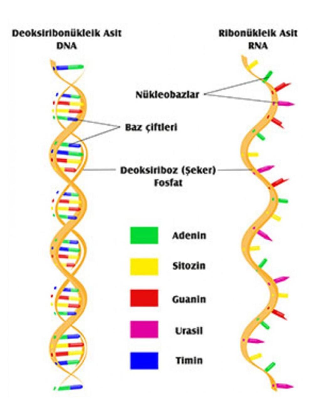 ASTROLOJİ VE SİMYA Astroloji ile simya arasındaki bağlantı, M.Ö. 5. ve 4. yüzyıllarda, Sokrates, Plato ve Aristo'nun felsefelerinde ve eski Mısırlıların metalürjik becerilerinden ortaya çıkmaktadır.