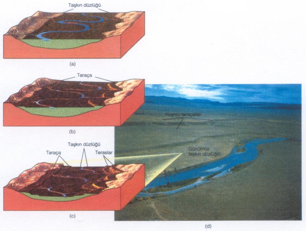 Şekil 20. Akarsu taraçalarının oluşumu. (a) Geniş bir taşkın düzlüğü bulunan bir ırmak. (b) ırmak aşağı doğru aşındırır ve daha aşağı bir düzeyde yeni bir taşkın düzlüğü meydana getirir.