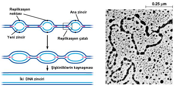 Ökaryotik hücrelerde replikasyon, uzun DNA nın birkaç noktasında aynı anda başlar.