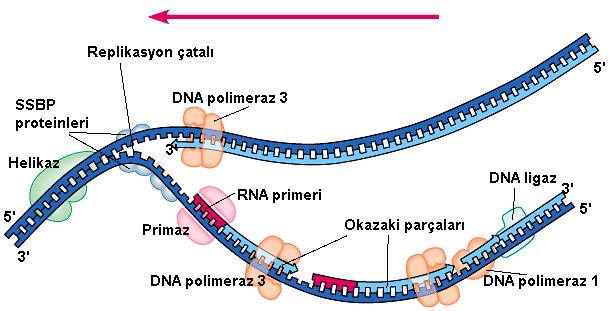 Daha sonra RNA primerleri PRİMAZ enzimi yardımıyla sentezlenir ve DNA polimeraz enzimi yardımıyla kısa RNA primerlerine kesintisiz zincirde devamlı olarak nükleozid
