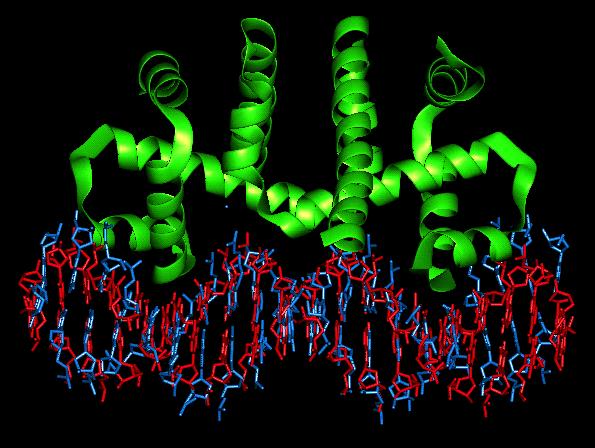 Kalıtsal madde?? T.H. Morgan genlerin kromozomlar üzerinde yer aldığını gösterince kromozomlerın iki bileşeni (DNA ve protein) kalıtsal madde için aday oldular.