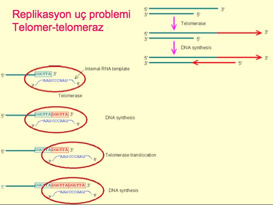 Ökaryotik kromozom DNA sının uçları, herbir replikasyon turunda gitgide kısalır.