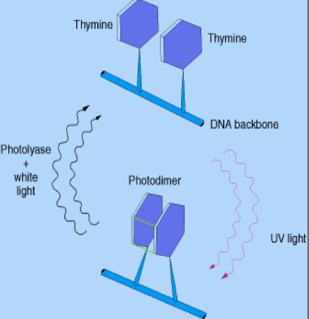 DNA daki Hasar Tipleri: 1-Tek baz değişimleri; Depurinasyon Deaminasyon (sitozinin urasile, adeninin hipoksantine dönüşümü, guanininde ksantine dönüşümü) Nukleotid kaybı veya kazanımı Baz analogları