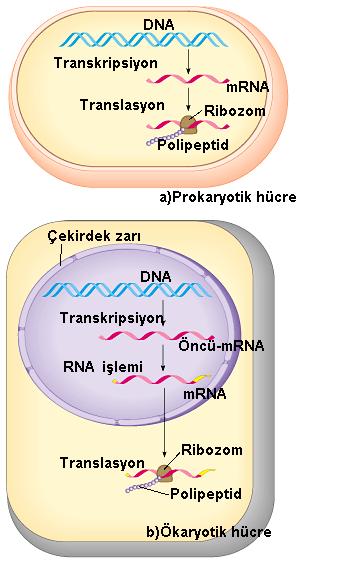 GENETİK KOD VE PROTEİN SENTEZİ DNA nın hücre hayatını yönetmesi protein sentezini denetlemesi ile gerçekleşir. Sentezlenen proteinler enzimler olabileceği gibi yapısal proteinlerde olabilir.