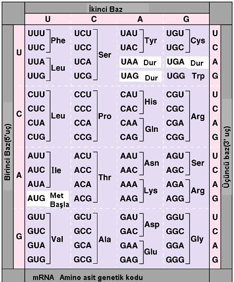 GENETİK KOD Bir amino asitin birden çok şifresi vardır. Aynı amino asiti tanımlayan kodonların ilk iki harfi aynıdır yalnız üçüncü harfi farklıdır.