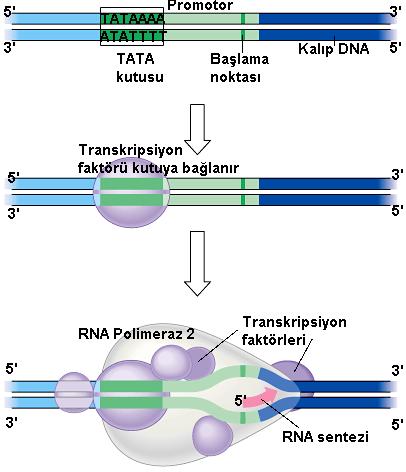 TRANSKRİPSİYON Ökaryotik hücrelerde AAUAAA