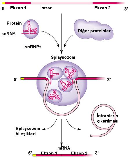 RNA SPLAYSI Protein sentezinde görev almayacak bölgeler mrna dan çıkarılır. Bu küçük kısımlara intron denir.