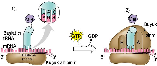 PROTEİN SENTEZİ Protein sentezinin başlayabilmesi için mrna önce küçük alt birime bağlanır. AUG kodonu başlatıcı kodondur. Bu kodona uygun trna Methionin amino asitini taşır.