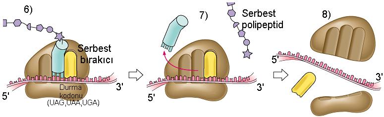 PROTEİN SENTEZİ Protein sentezi mrna üzerinde durma kodonlarına kadar devam eder.