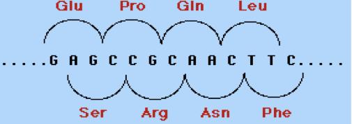 İnsersiyon Delesyon Bir genin DNA sından ekstra bir baz çiftinin veya nukleotid dizisinin eklenmesi İnsersiyon - çikarılması ise Delesyon adını alır.