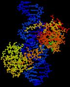 PCR ın tanımı: spesifik bir DNA parçasının kopyalarının primerler tarafından yönlendirilerek in vitro ortamda enzimatik olarak