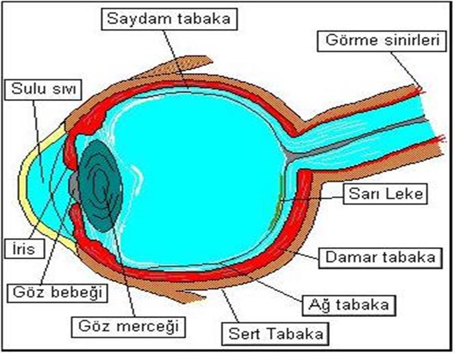 GÖZÜN