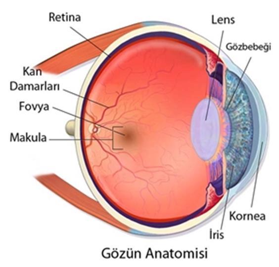 GÖZÜN YAPISI 4.