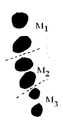 Şekil 4.7. A. flavicollis de üst ve alt molarların alveollerinin görünüşü. A B Şekil 4.8. A. flavicollis de M 1 ve M 2 deki tüberküllerin konumuna göre isimlendirilmesi.