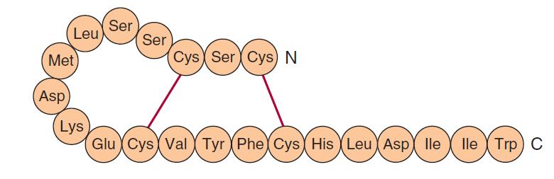 12 Şekil-2.3: ET-1 in yapısı. Endotelinin ET-A ve ET-B olmak üzere 2 tip reseptörü vardır. Bu reseptörler G proteini ile (Gq) kenetli reseptörlerdir (52,53).