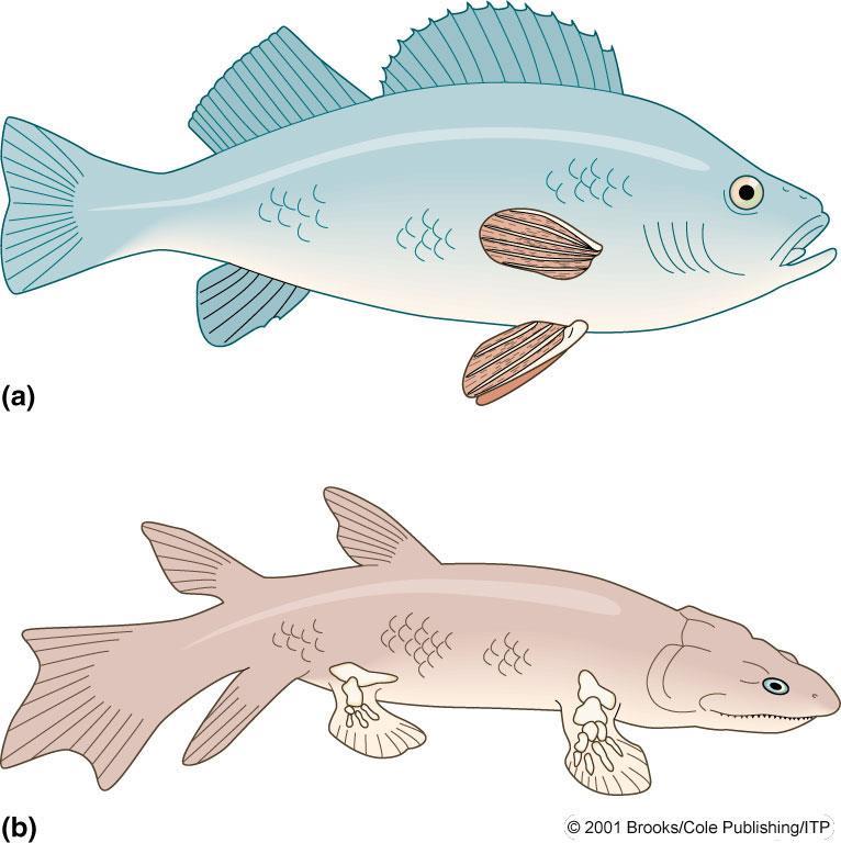Işın yüzgeçli ve lop yüzgeçli balıklar (a) Tipik bir ışın yüzgeçli balığın yüzgeç