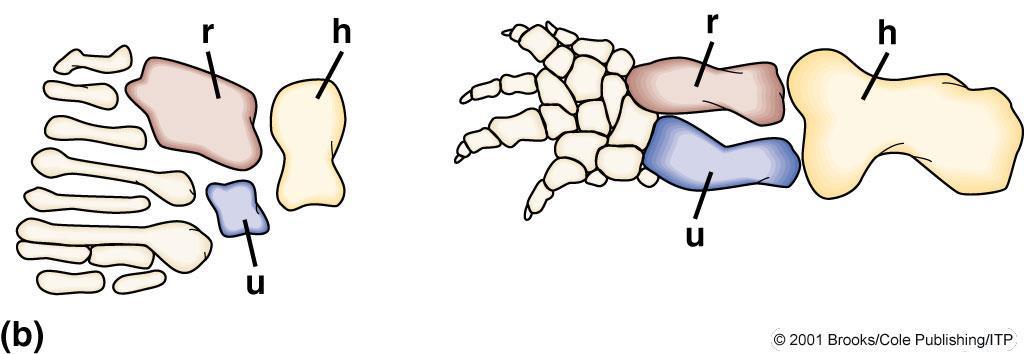 Ekstremitelerin karşılaştırılması crossopterygian ulna radius humerus