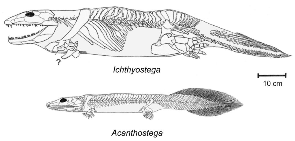 Amfibi tetrapodlar