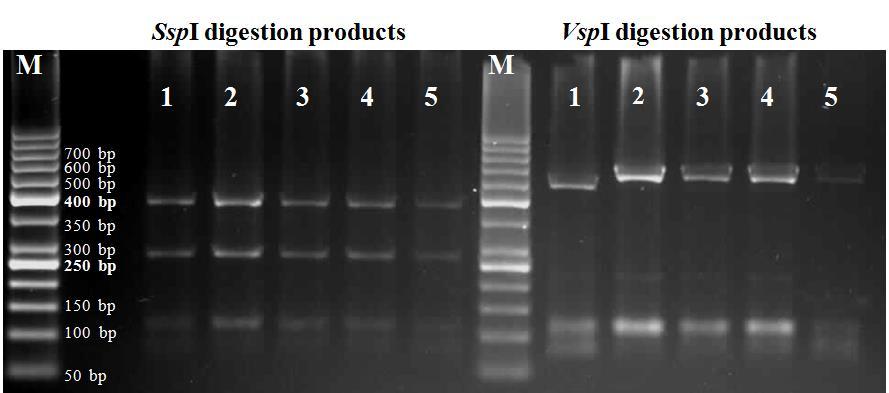 Cryptosporidium pozitif örneklerin RFLP Sonuçları Cryptosporidium-SSU rrna geni nested PCR-RFLP ürünlerinin 2.5% agaroz jeldeki görüntüsü.