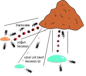 Şekil 1. Karıncalar ve en kısa yola yoğun feromon bırakma Bu çalışmada kullanılan karınca kolonisi algoritması akış tipi çizelgeleme de toplam gecikme sürelerini minimize etmektedir.