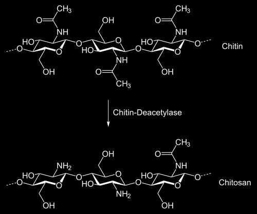 Kitin ve kitosan polisakkaritleri, kimyasal olarak selüloza benzemekle birlikte kendi aralarında birtakım farklılıklar göstermektedir.