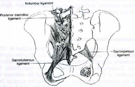 iliakaya bağlarlar. Lateral lumbosakral ligament 5. vertebra transvers çıkıntılarından sakrum alasına uzanır (9).