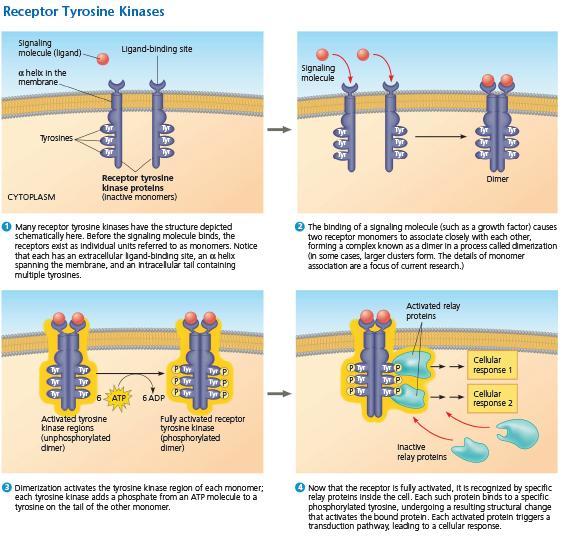 2. Reseptör Tirosin Kinazlar (Receptor Tyrosine Kinases, RTKs): Bu reseptörler, dimer yapısına sahiptirler.