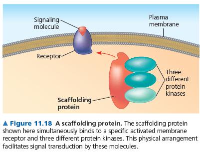 Oluşan protein yapıları (Scaffolding Protein) ve kompleksleri sinyal etkisinin arttırılmasında çok etkilidir.