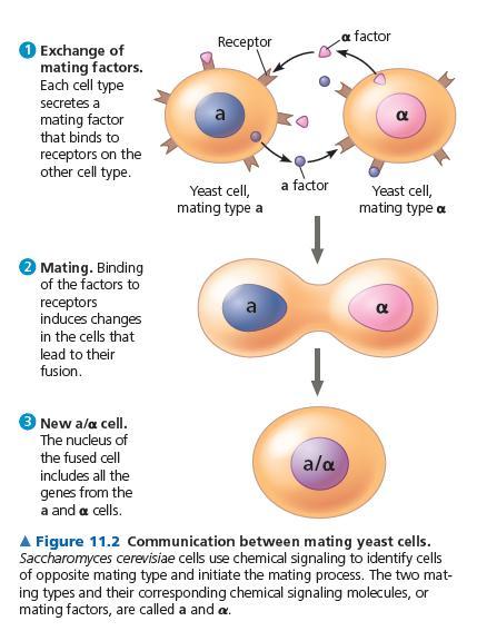 Hücreler de İletişimin Evrimi Hücreler arası iletişime tüm hücrelerde rastlanır.