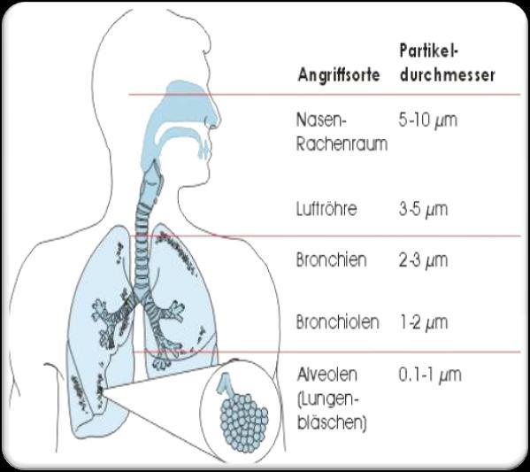 İnsan Akciğerlerinde Partikül Birikimi Etkiledikleri kısımlar Burun yutak Trake Bronşlar Bronşcukr Partikül çapı İnce