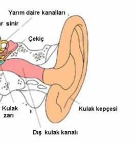 Elastisite Modülü (GPa) Gerilme Muk.