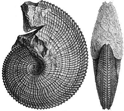 html Trachyceras aonoides MOJS, 1869 http://www.thefossilforum.