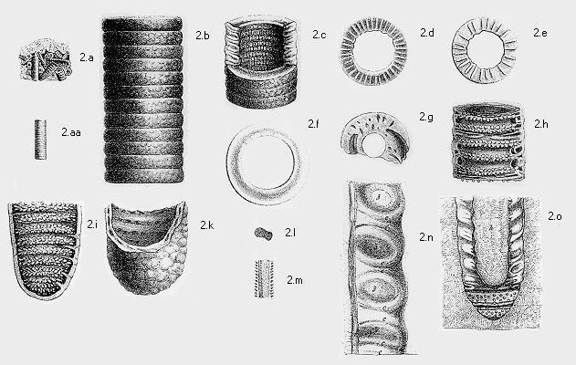 Diplopora annulata http://paleopolis.rediris.