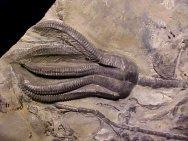 html Crinoid Encrinus liliiformis Muschelkalk