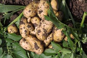 Patateste Dengeli Gübreleme Dünyanın birçok ülkesinde serin iklim şartlarına sahip bölgelerde yetiştiriciliği yapılan patates bitkisinin gelişmesini, yüksek verim ve kaliteli ürün alınmasını sağlayan